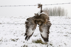 buizerd_HBN5887