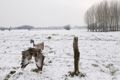 buizerd_HBN5897