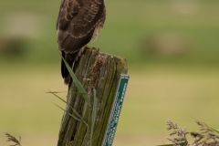 buizerd_HBN8176