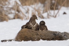 buizerd_HBN8720