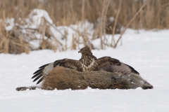 buizerd_HBN8746