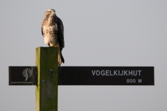 buizerd_HBN8756
