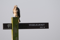 buizerd_HBN8757