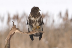 buizerd_HBN8764