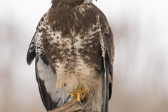 buizerd_HBN8777