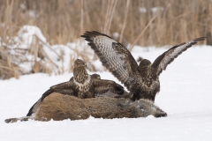 buizerd_HBN8796