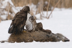 buizerd_HBN8816