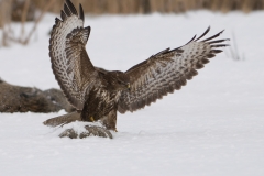 buizerd_HBN8837