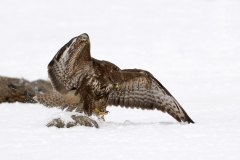 buizerd_HBN8838