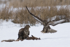 buizerd_HBN8891