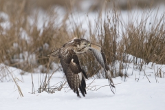 buizerd_HBN8898