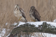 buizerd_HBN8928