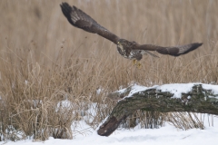 buizerd_HBN8940