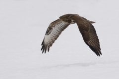 buizerd_HBN8953