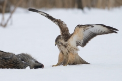 buizerd_HBN8990