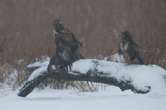 buizerd_HBN9066