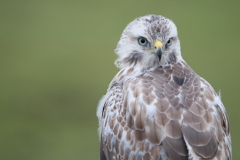 buizerd_HBN9179