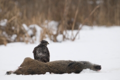 buizerd_HBN9334