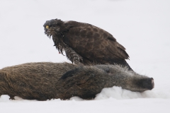 buizerd_HBN9401
