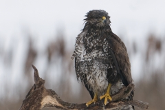 buizerd_HBN9423