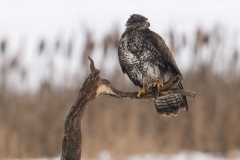 buizerd_HBN9429