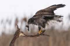 buizerd_HBN9436