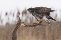 buizerd_HBN9440