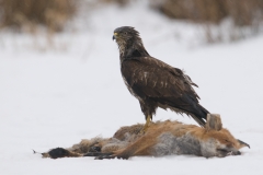 buizerd_HBN9469
