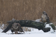 buizerd_HBN9521