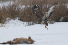 buizerd_HBN9618