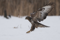 buizerd_HBN9621