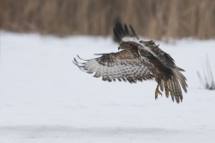 buizerd_HBN9622