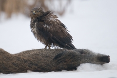 buizerd_HBN9669