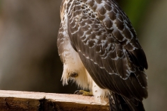 buizerd_HBO1355
