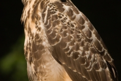 buizerd_HBO1381