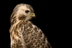 buizerd_HBO1389