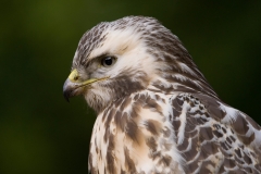 buizerd_HBO1403