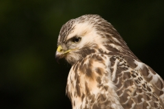 buizerd_HBO1404