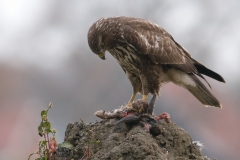 buizerd_HBO4354
