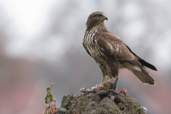 buizerd_HBO4359
