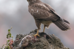 buizerd_HBO4364