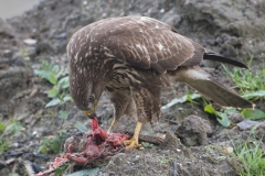 buizerd_HBO4377