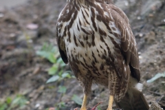buizerd_HBO4415