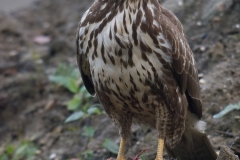 buizerd_HBO4421
