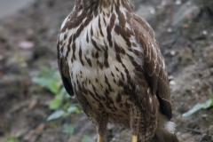 buizerd_HBO4427