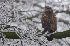 buizerd_HBO5538