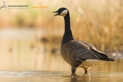 Canadese gans