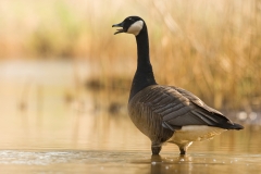 Canadese gans_HBO2944