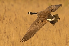 Canadese gans_HBO7133