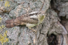 Draaihals; Eurasian Wryneck; Jynx torquilla